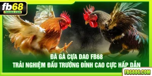 Đá gà cựa dao FB68 – Trải nghiệm đấu trường đỉnh cao cực hấp dẫn