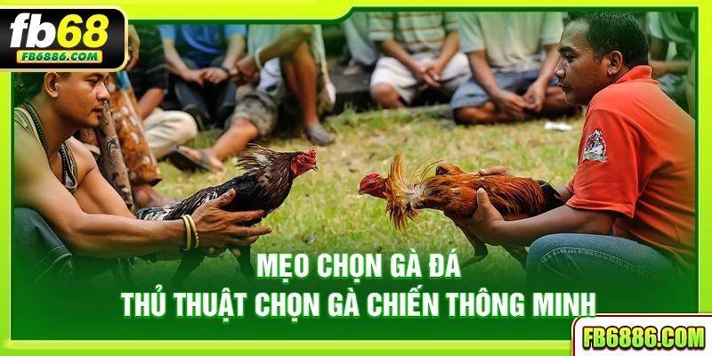 Mẹo chọn gà đá - Thủ thuật chọn gà chiến thông minh