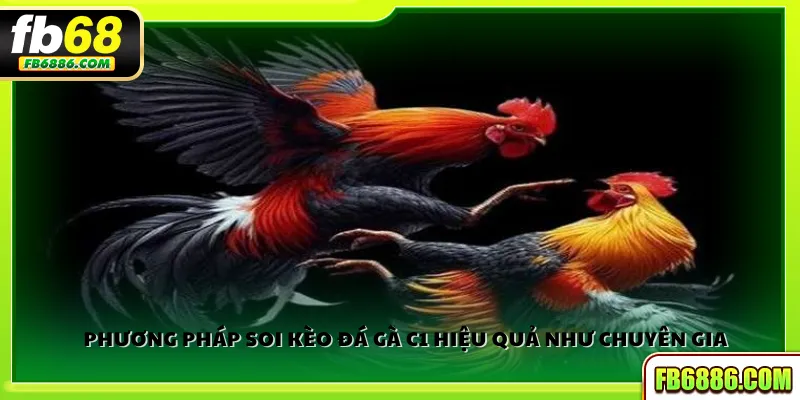 Phương pháp soi kèo đá gà C1 hiệu quả như chuyên gia