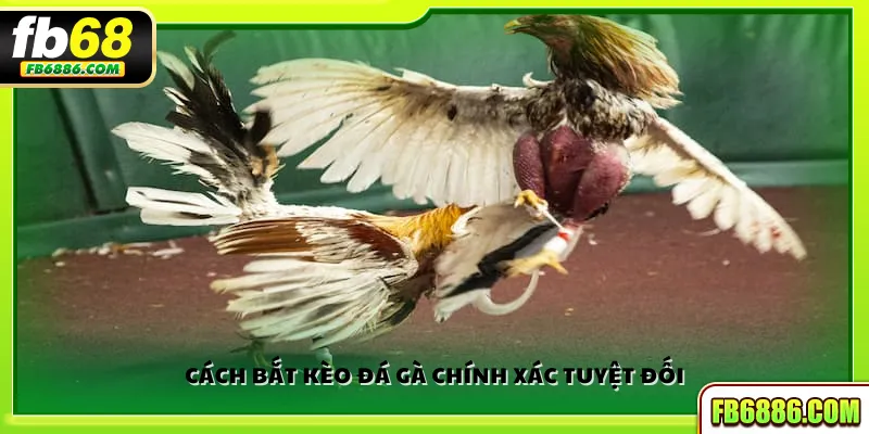 Cách bắt kèo đá gà chính xác tuyệt đối