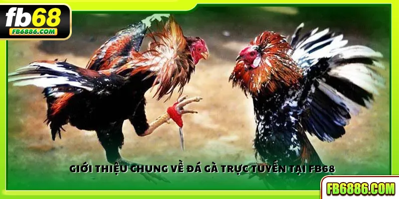 Giới thiệu chung về đá gà trực tuyến tại FB68