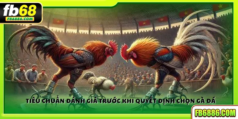 Tiêu chuẩn đánh giá trước khi quyết định chọn gà đá